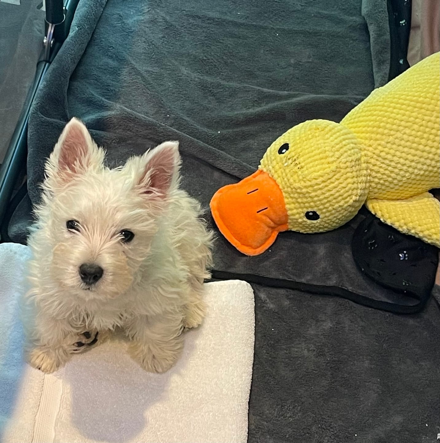 Customer photo review of Calming Duck