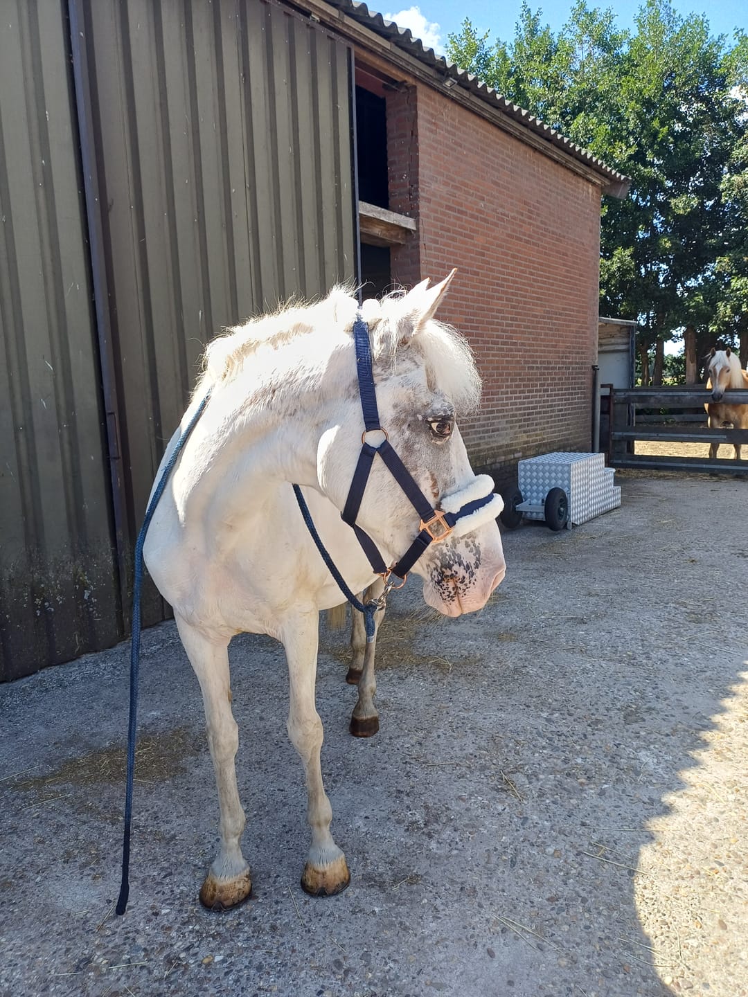 Customer photo review of Hobby Horse based on your photo