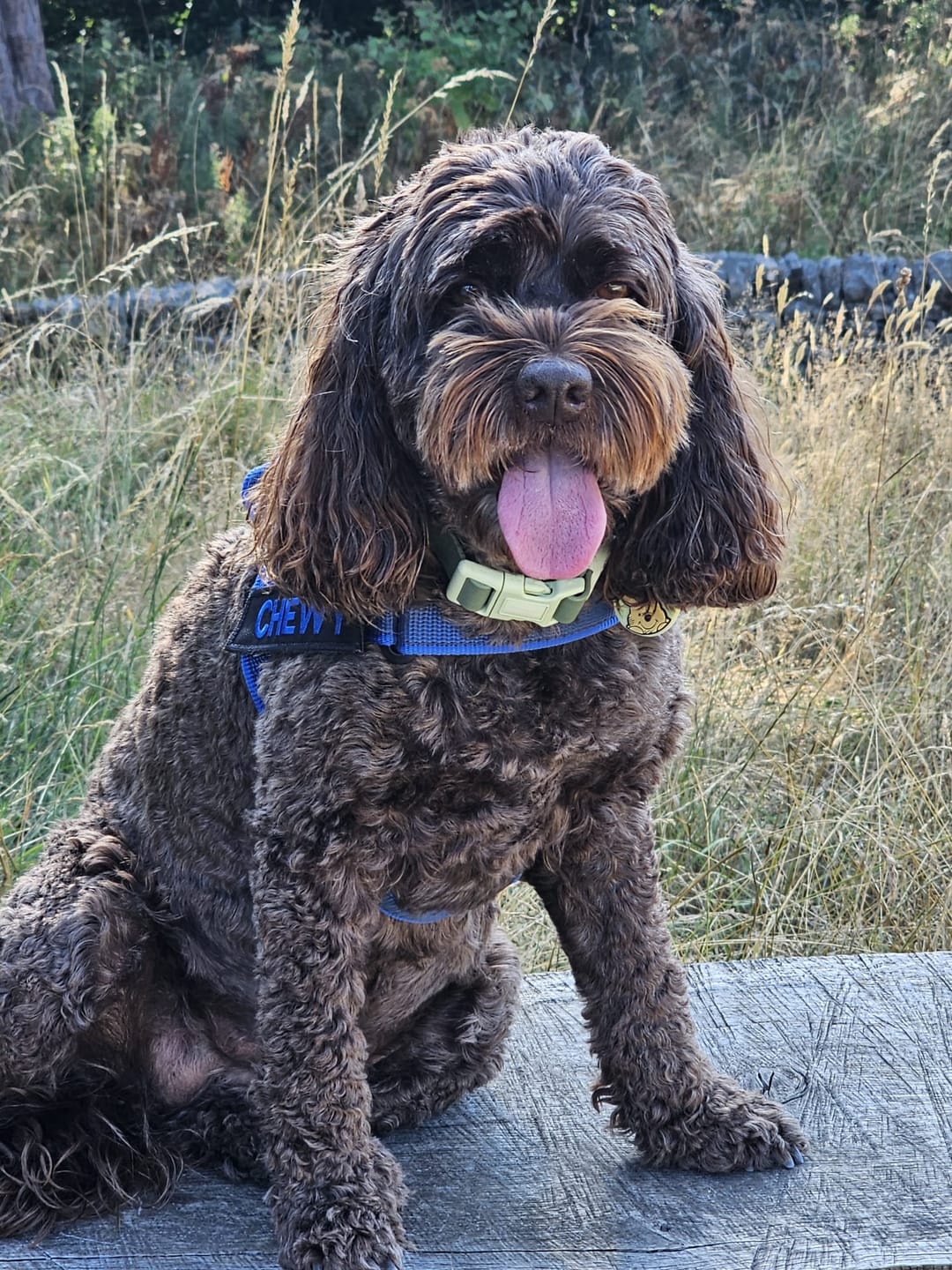 Customer photo review of Disney© Waterproof Collar - Simba