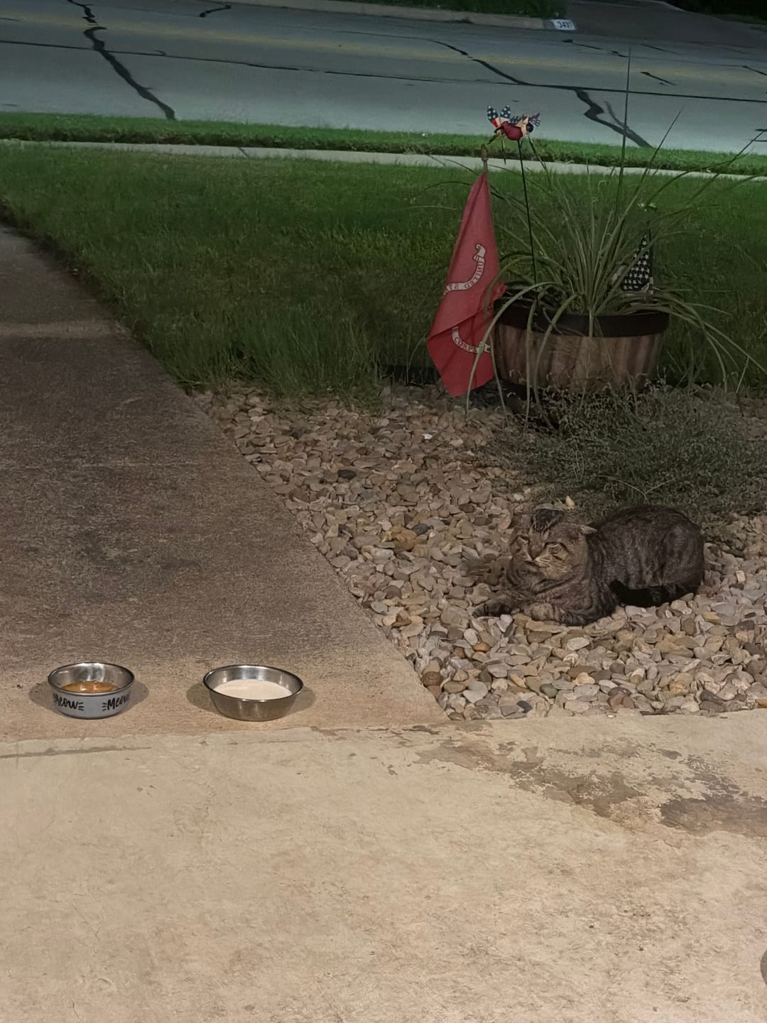 Customer photo review of Cat Mange Treatment | Sarcoptic, Demodectic & Ear Mites