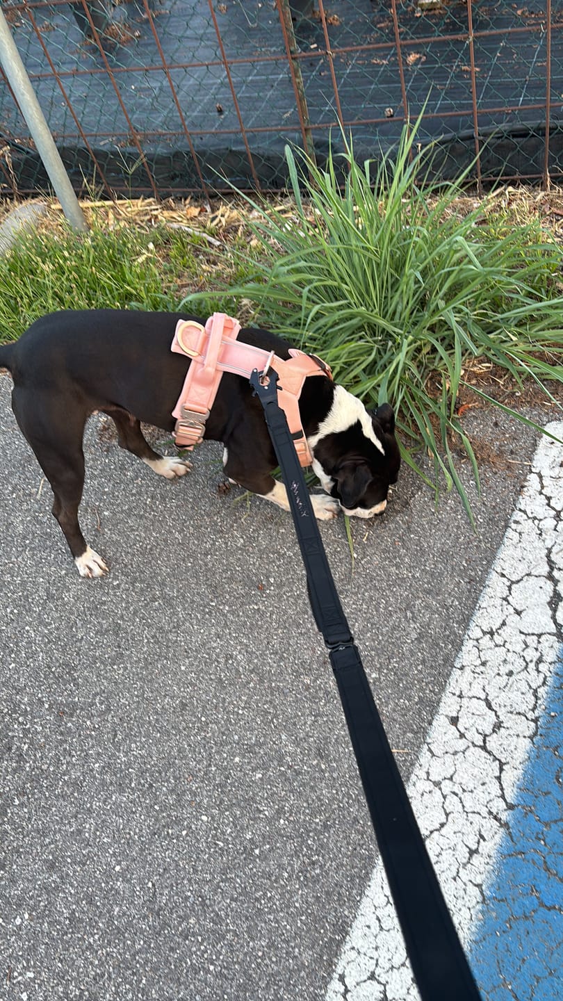 Customer photo review of Pettorina Crime 3.0