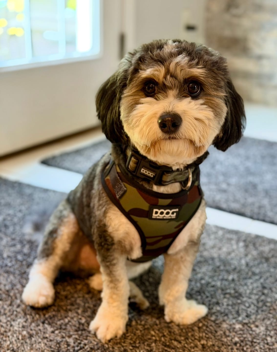 Customer photo review of Neoflex Soft Harness