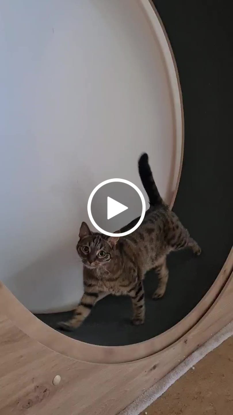 Customer video review of Elmato Katzenlaufrad Simba