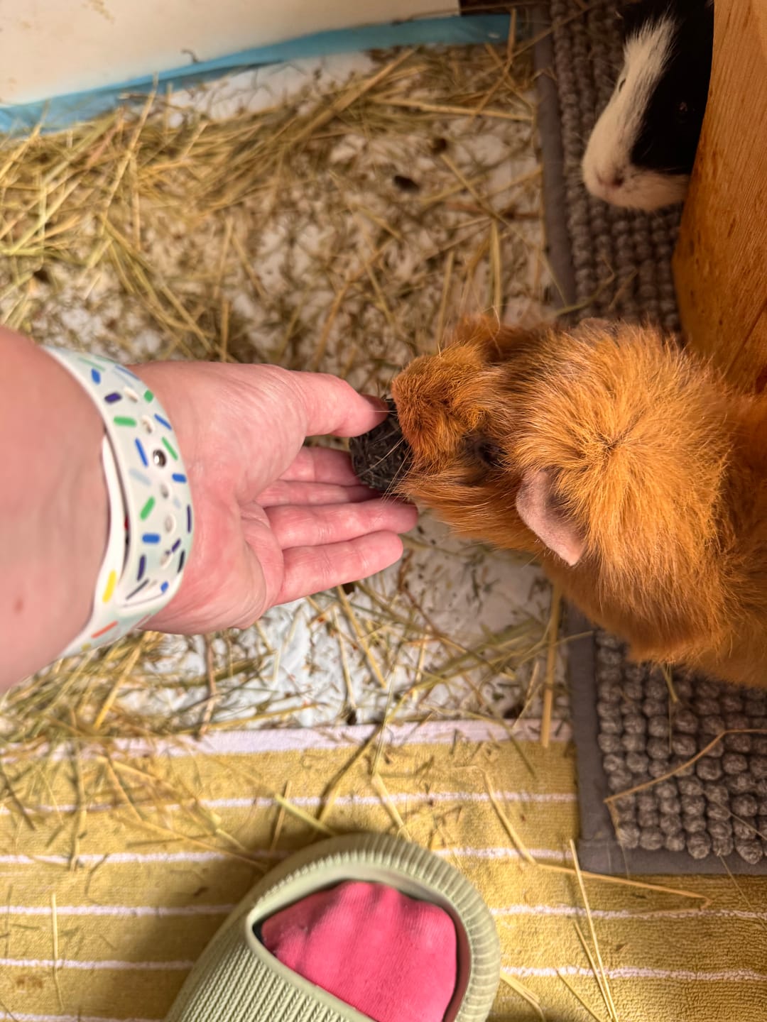 Customer photo review of 💘 Erste Liebe – Premium Bälle für deine Meerschweinchen