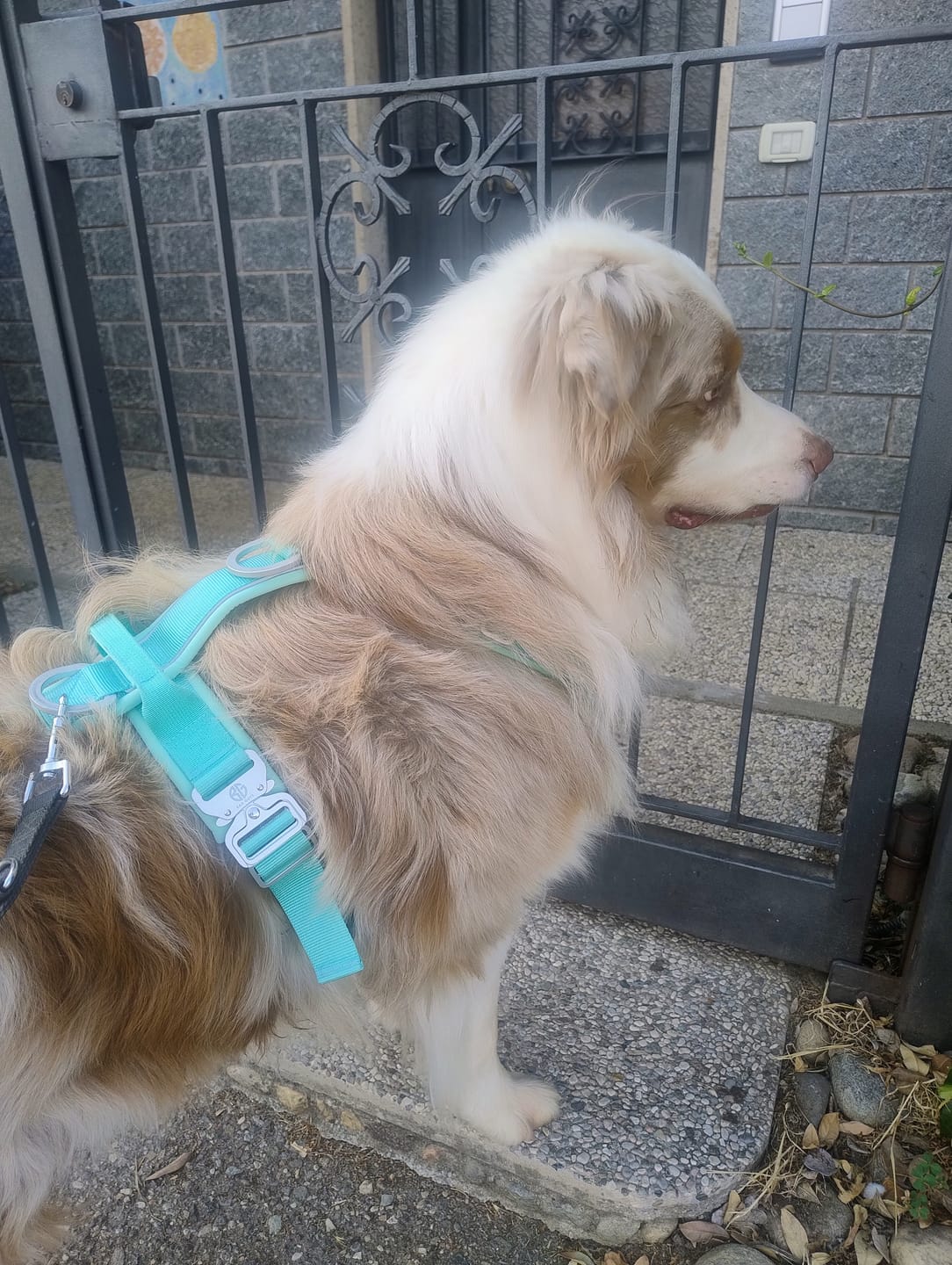 Customer photo review of Pettorina Crime 3.0