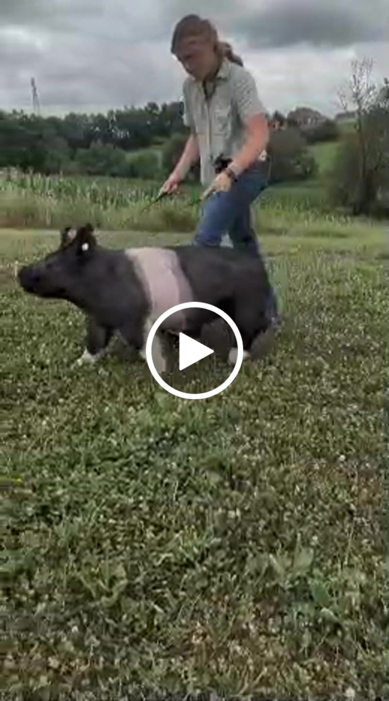 Customer video review of OptiWize Collagen +Plus Livestock Joint Supplement