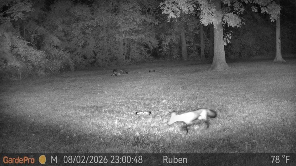 Customer photo review of GardePro Link 1.0 3000ft(1km) Long-Range Wireless Trail Camera