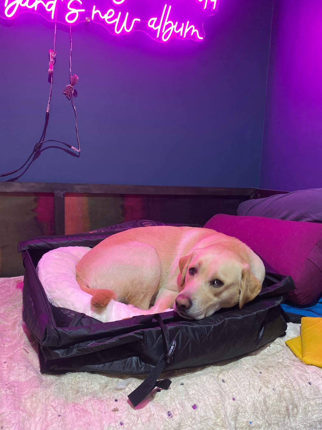 Customer photo review of Companion&Co™ Hard Bottom Single Seat Cover