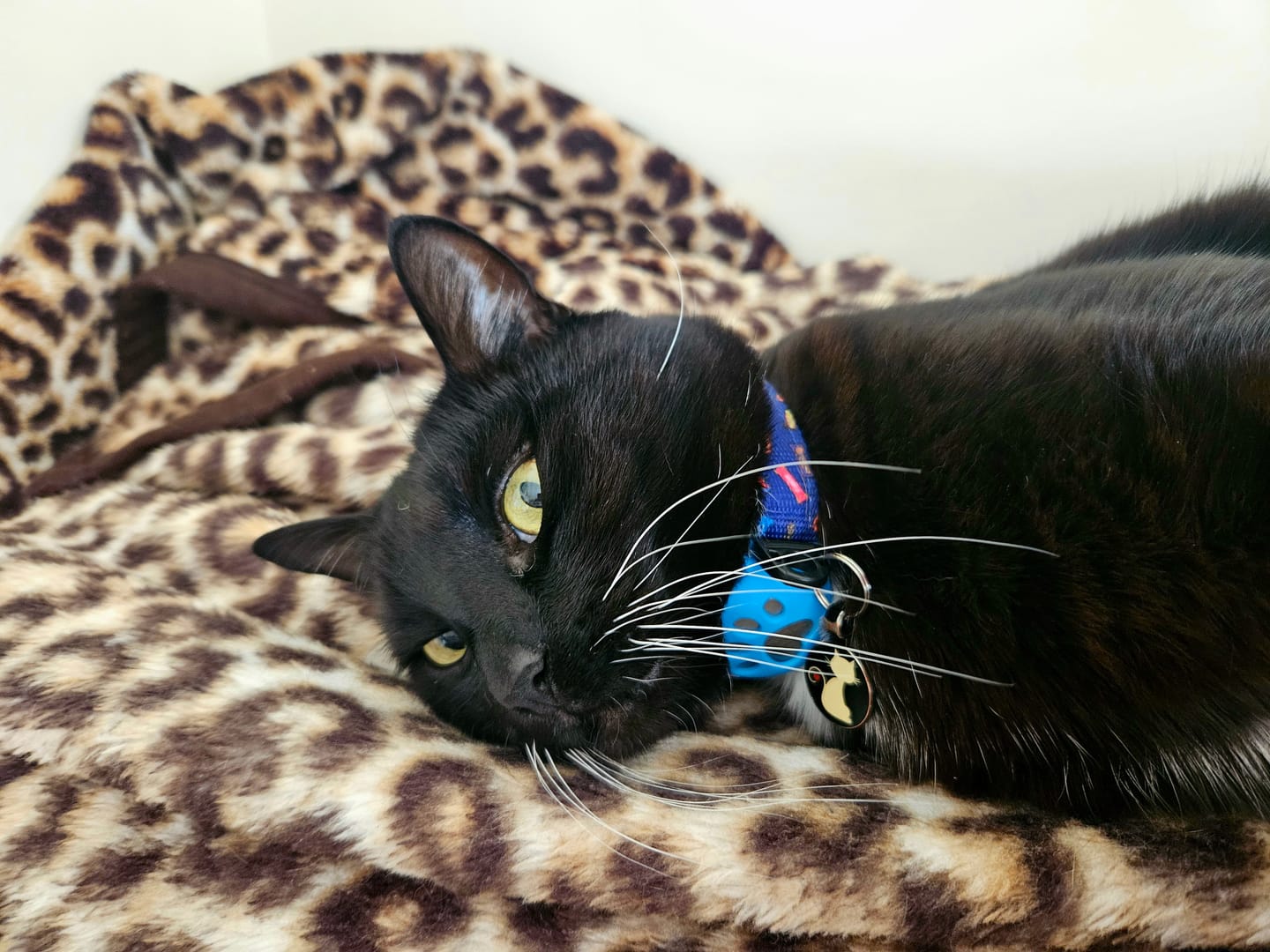 Customer photo review of COLLAR - FAVEMUTTS