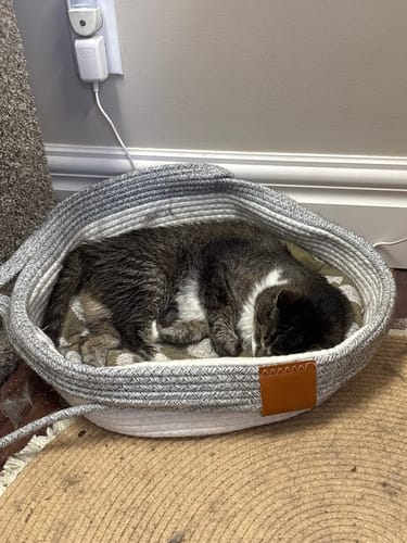Customer's gray and white Instinct Basket, holding a tabby cat curled up asleep inside.