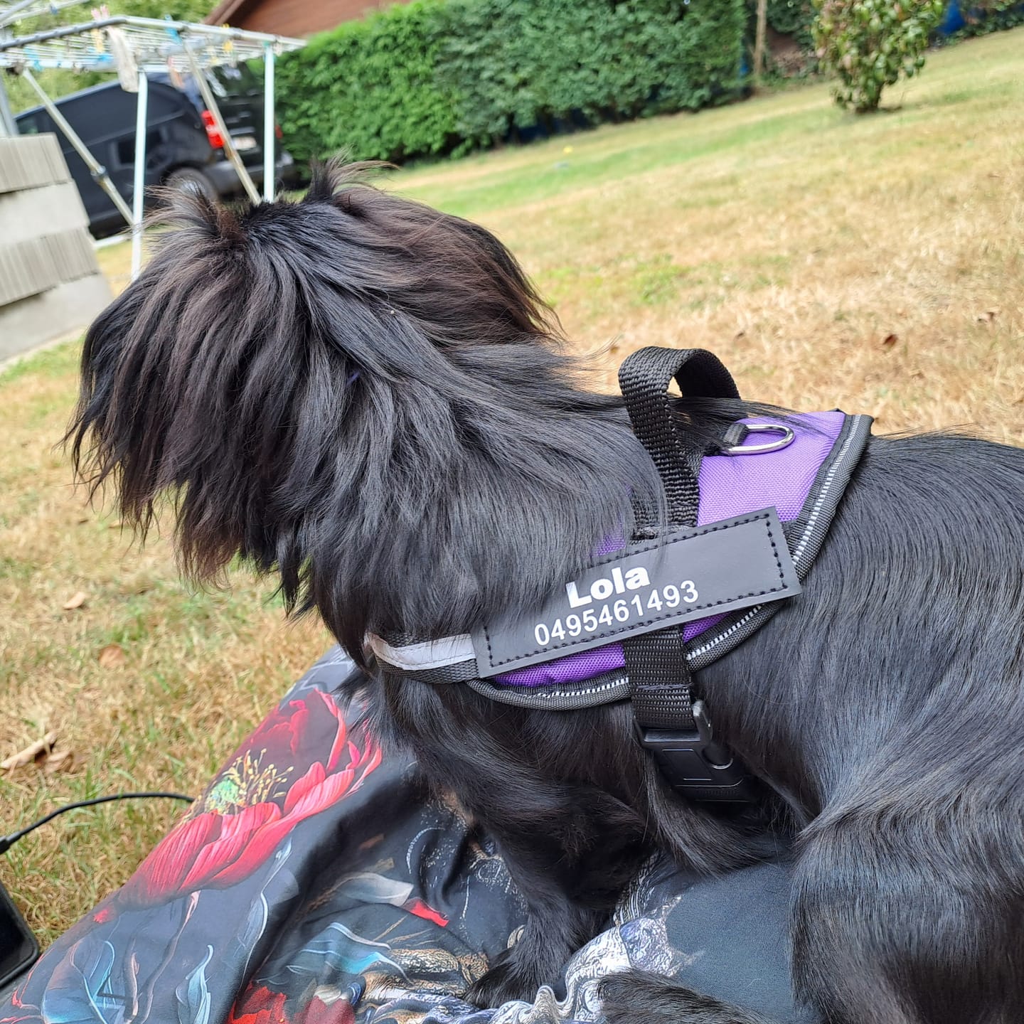 Customer photo review of PawGuard - Gepersonaliseerd Hondentuigje