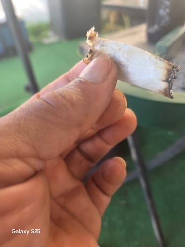 Bubba OG - 28 Grams - Indica photo review