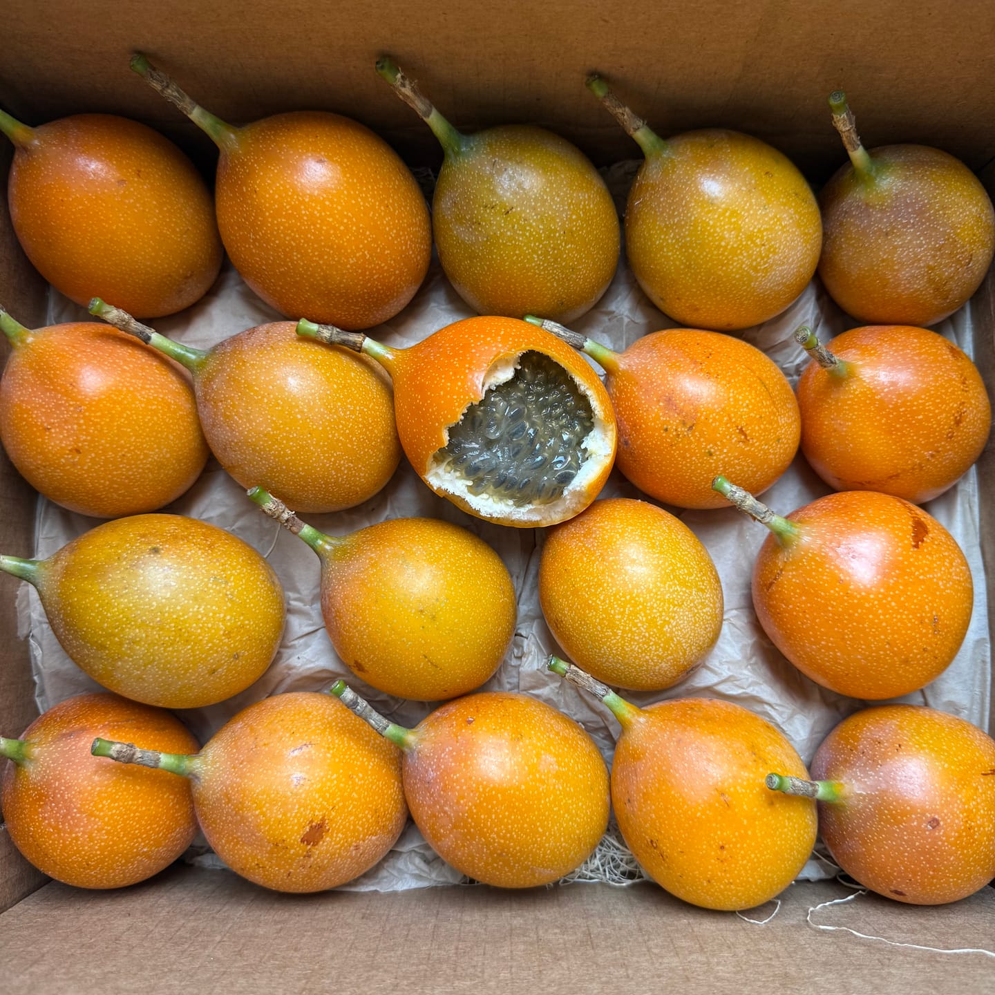 Customer photo review of Granadilla *LIMITED*