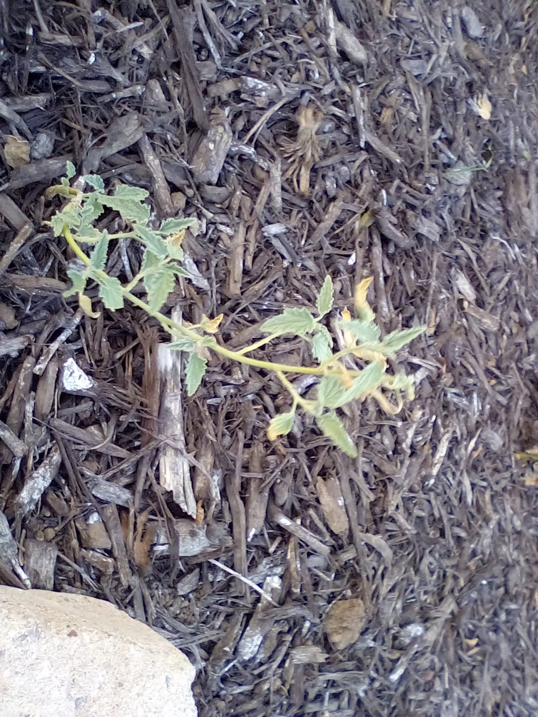 Customer photo review of Apricot Desert Mallow
