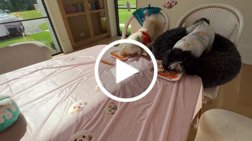 Customer video review of Standard Personalized Dog Party Pack
