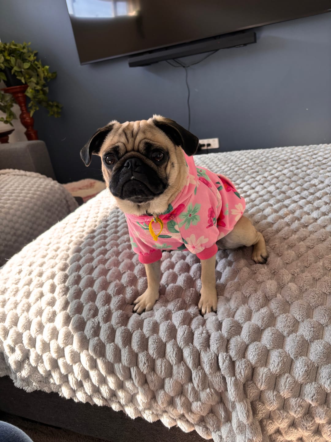 Customer photo review of Essential Dog Hoodie - Blush Pink
