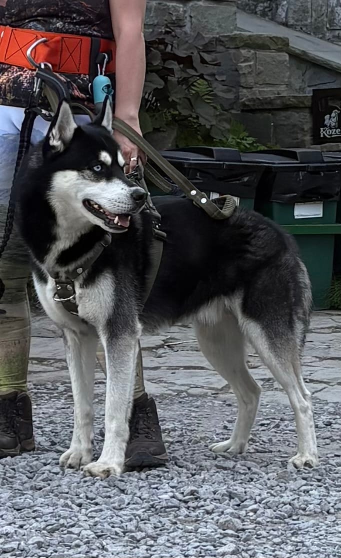Customer photo review of Szelki z szybką klamrą - Easy Walk Extreme Khaki