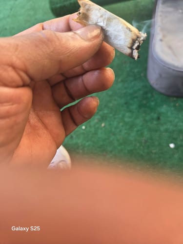 Gelato 41 - 28 Grams - Hybrid photo review