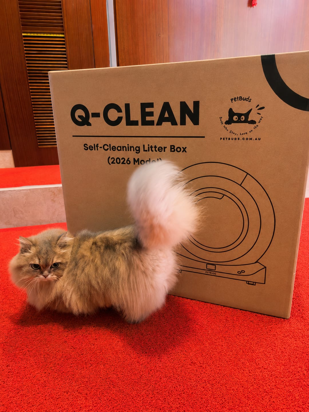 Customer photo review of The Petbuds Q-CLEAN Automatic Self-Cleaning Litter Box