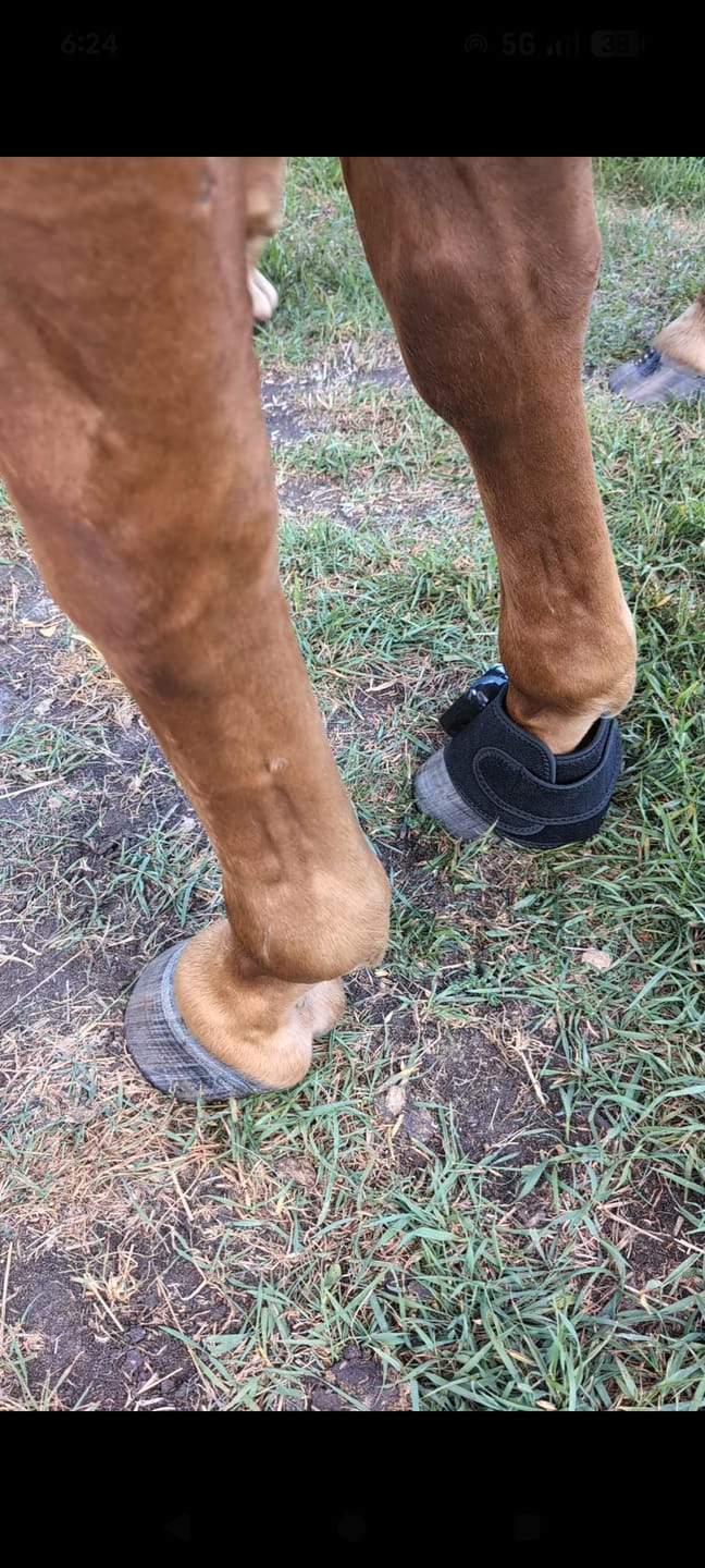 Customer photo review of HorseHalo™ HaloLegs Mini