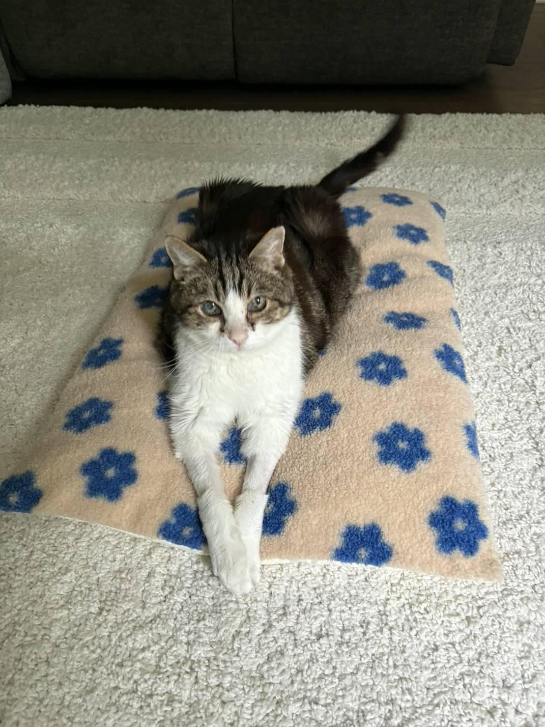 Customer photo review of Daisy Cloud Pastry Bed