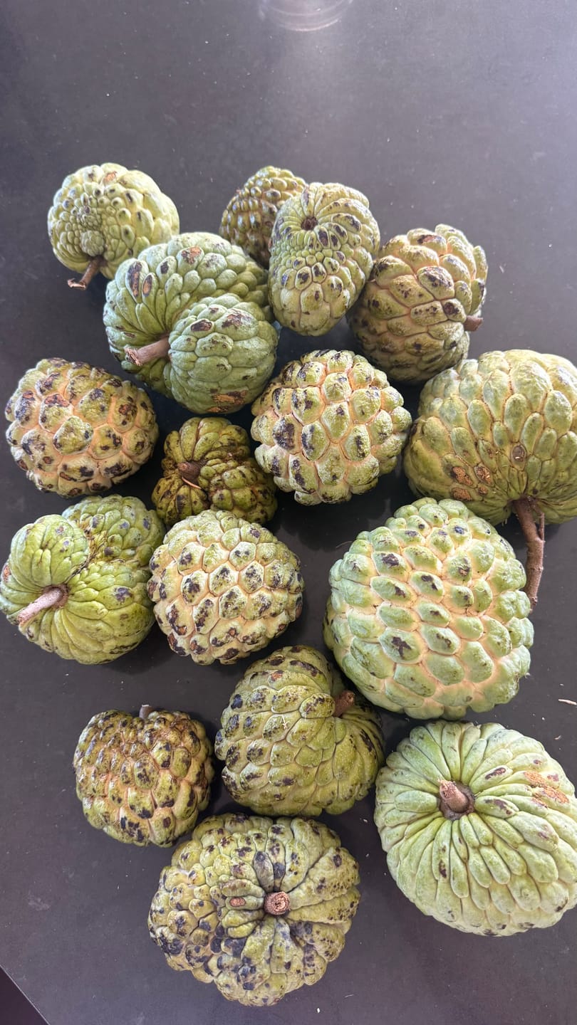 Customer photo review of Sugar Apple (Sweetsop)