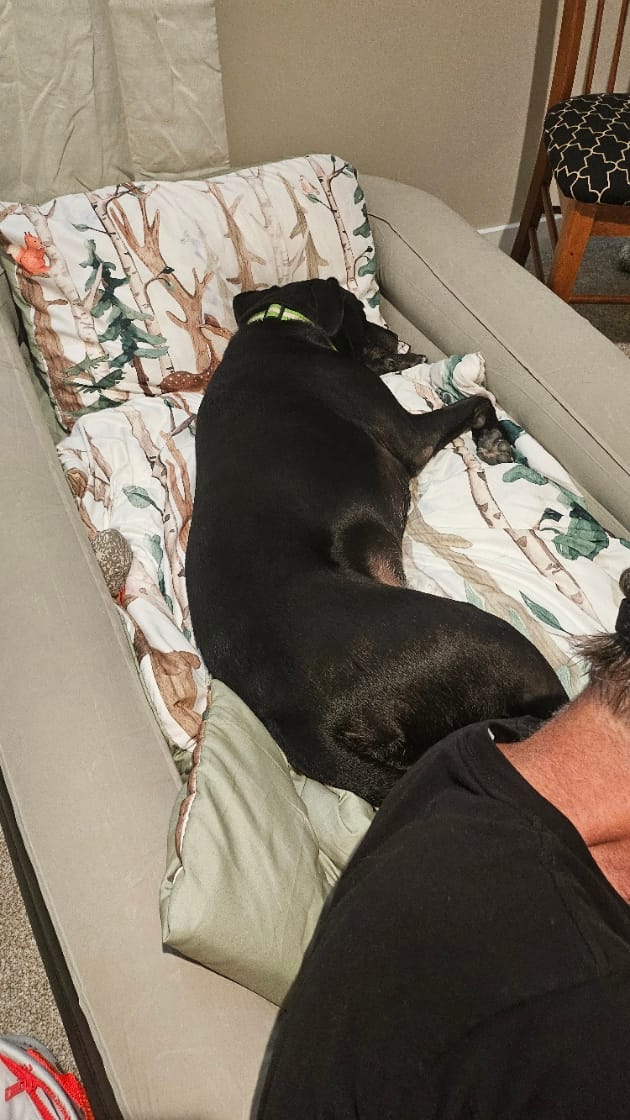 Customer photo review of King Koil Luxury Air Mattress with High Speed Built-in Pump