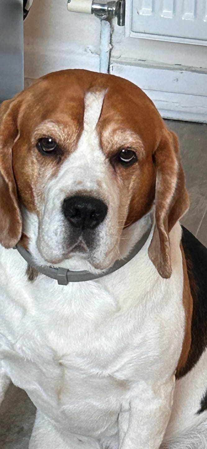 Customer photo review of BIO-COLLAR™ - 8 Months Natural Flea & Tick Protection