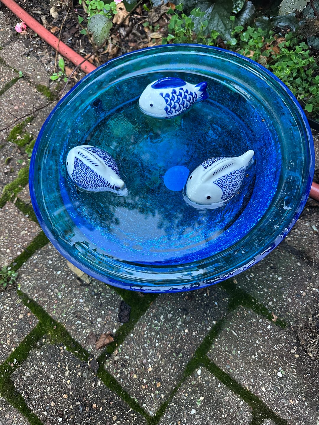 Customer photo review of Solar Glass Ground Birdbath