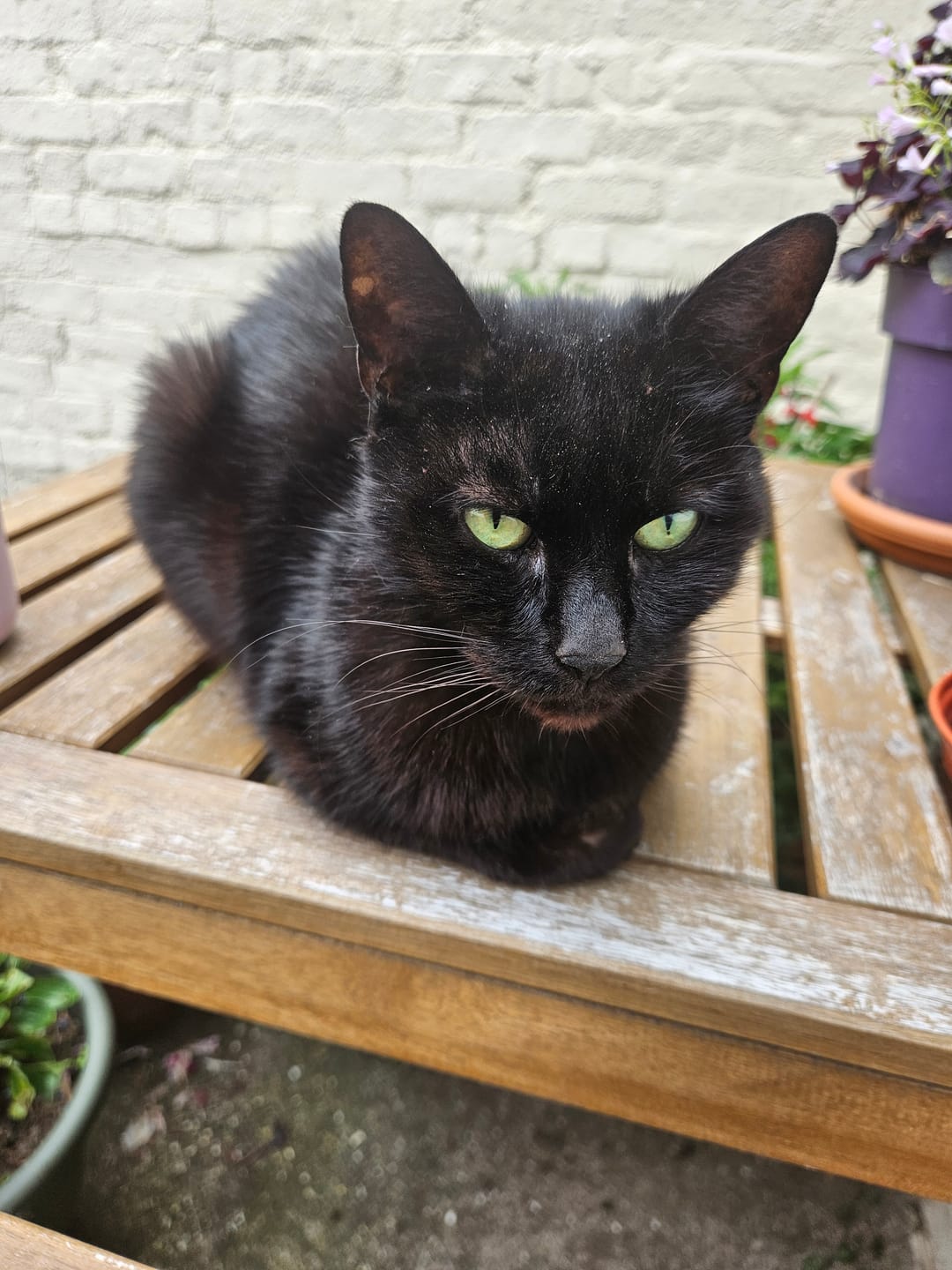 Customer photo review of Anti-Itch Cat Chews