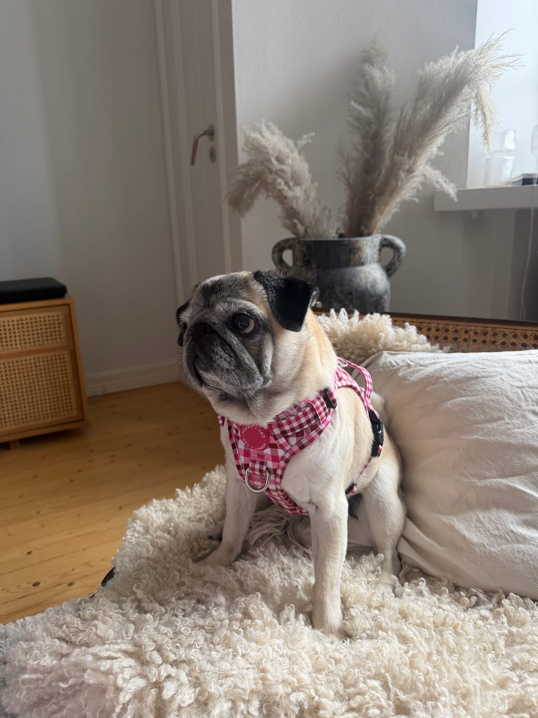 Customer photo review of 3-Click Tough Step-in Dog + Puppy Harness | Teaberry Plaid