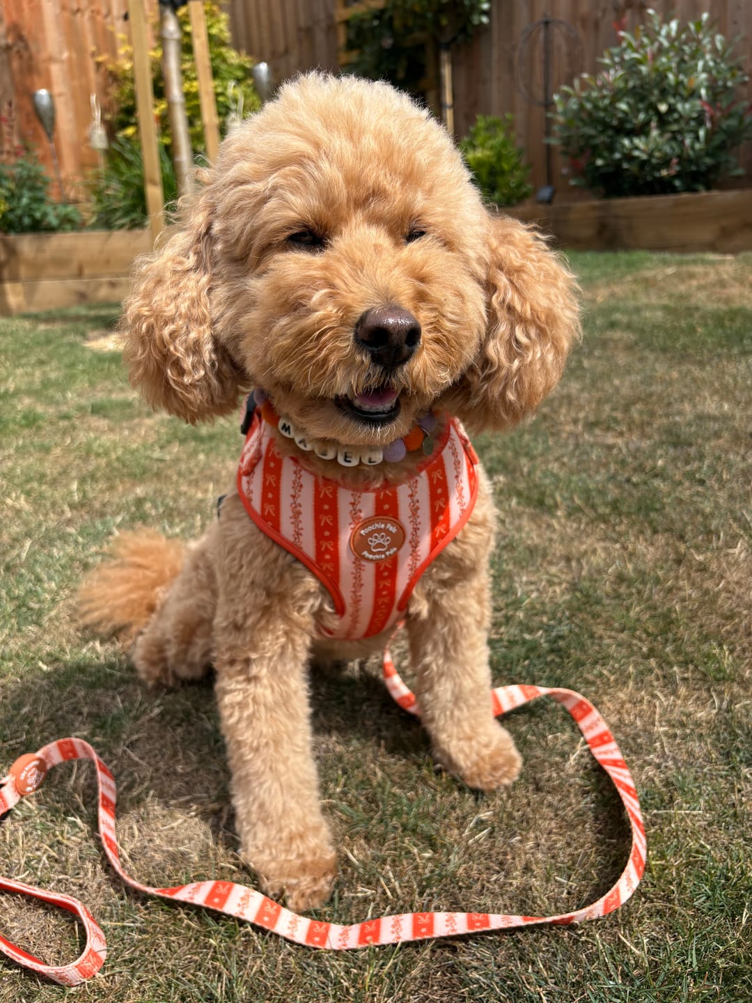 Customer photo review of Bow & Blooms Dog Harness