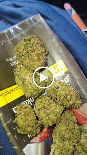 Customer video review of THC-A Flower Montgomery Benz