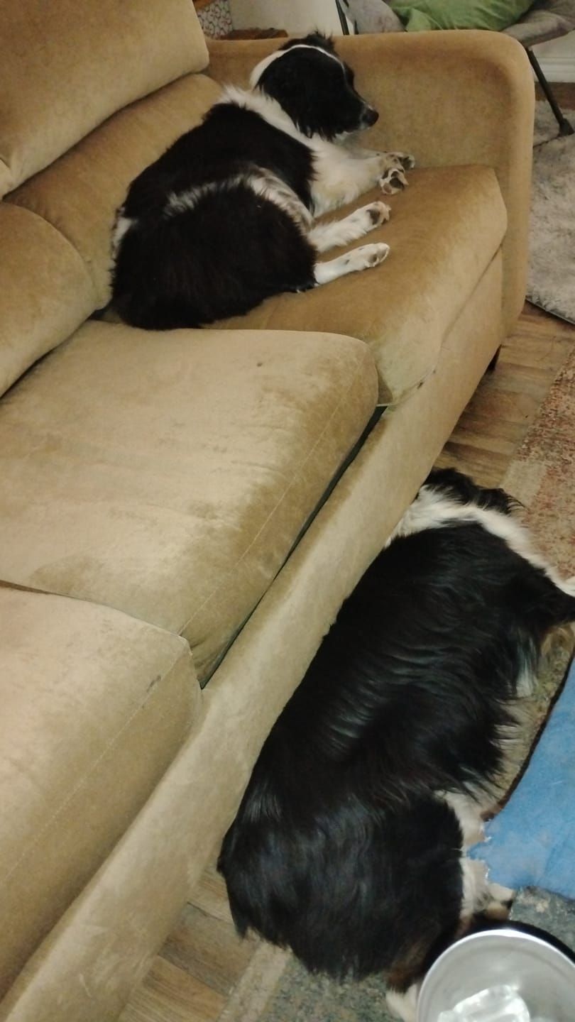 Customer photo review of FurLife™ 12 Months Flea and Tick Free