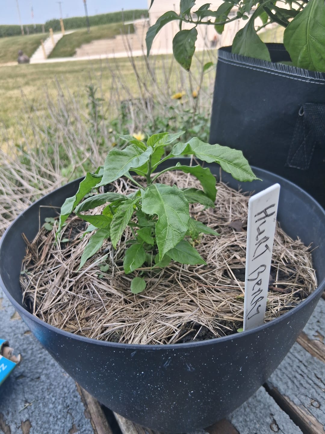 Customer photo review of Plant Juice