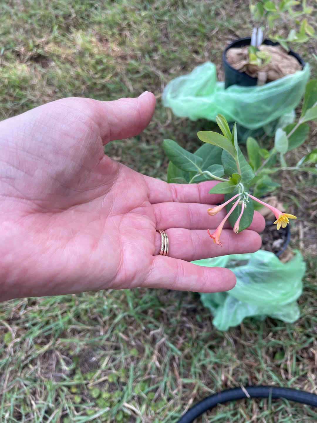 Customer photo review of Coral Honeysuckle