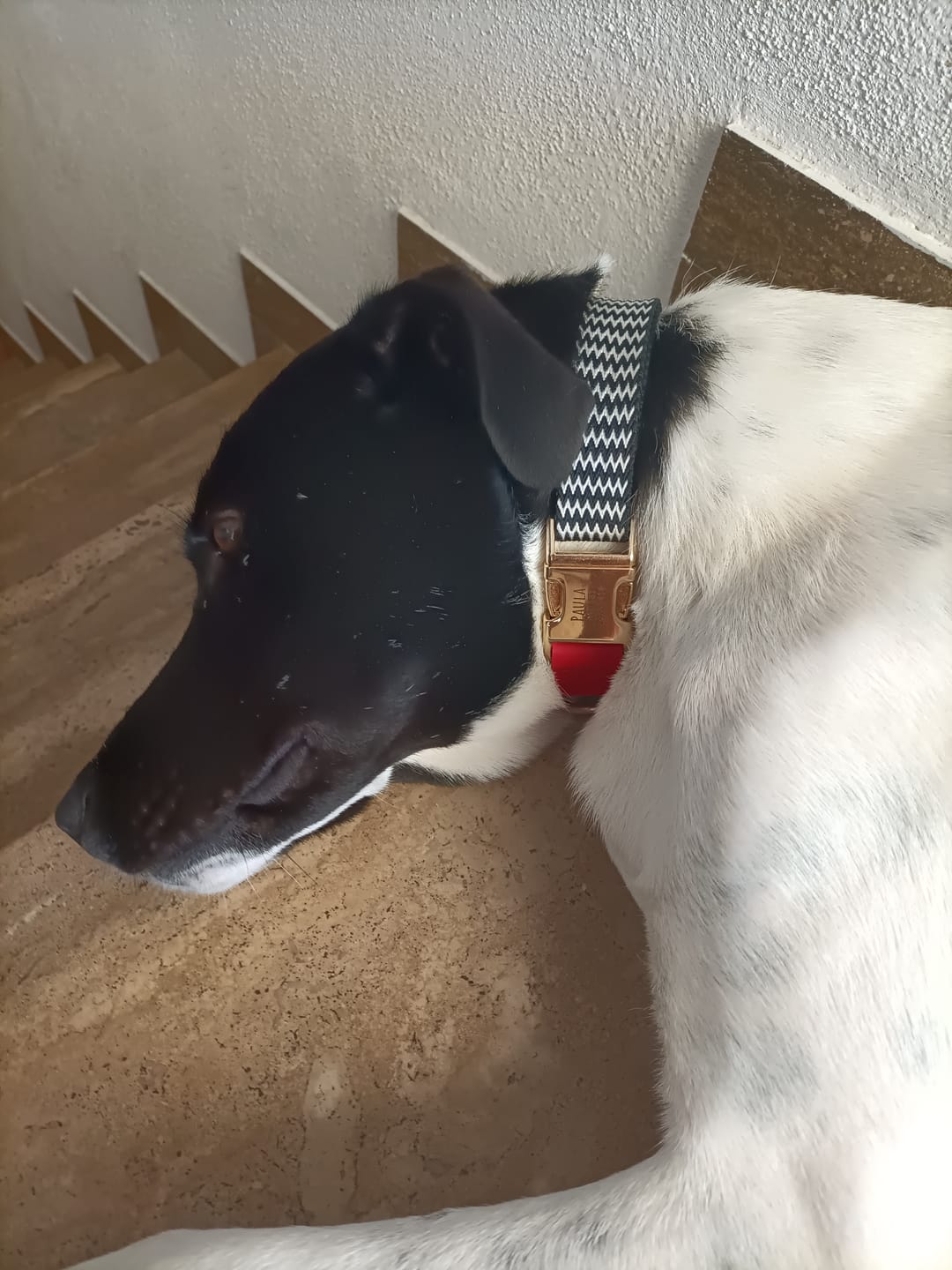 Customer photo review of Personalisiertes Hundehalsband Lovi aus Nylon & Leder – Name & Telefonnummer (S–L)