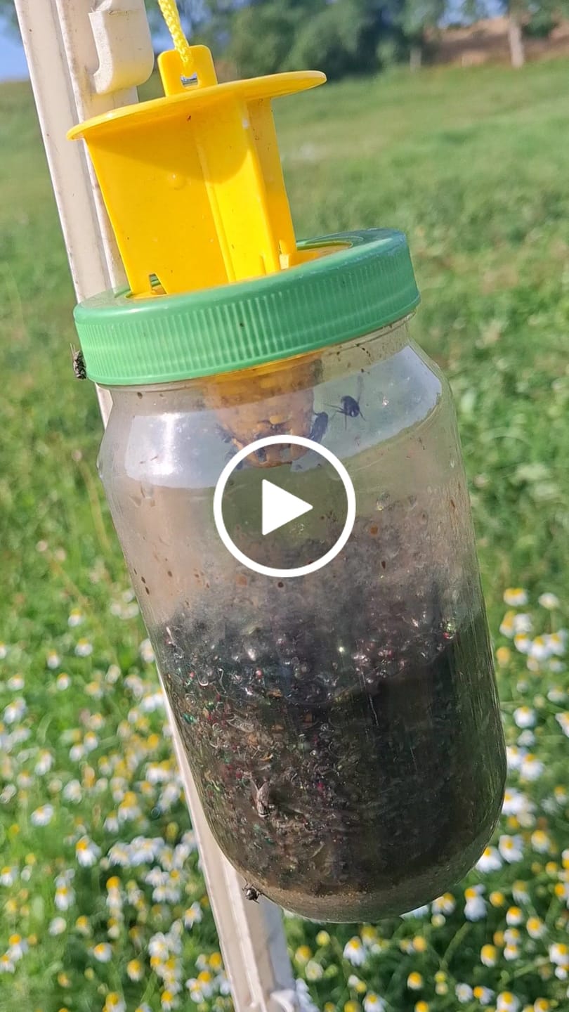 Customer video review of Liquid Trap Köder – Bio-Lockstoff für Fliegen & Bremsen