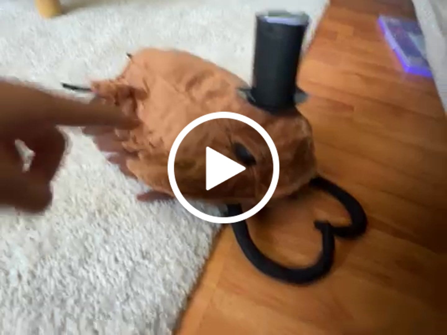 Customer video review of Trilobite Arthropod Soft Stuffed Plush Toy