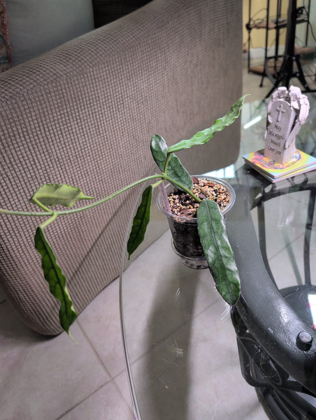 Customer photo review of Hoya globulosa/villosa