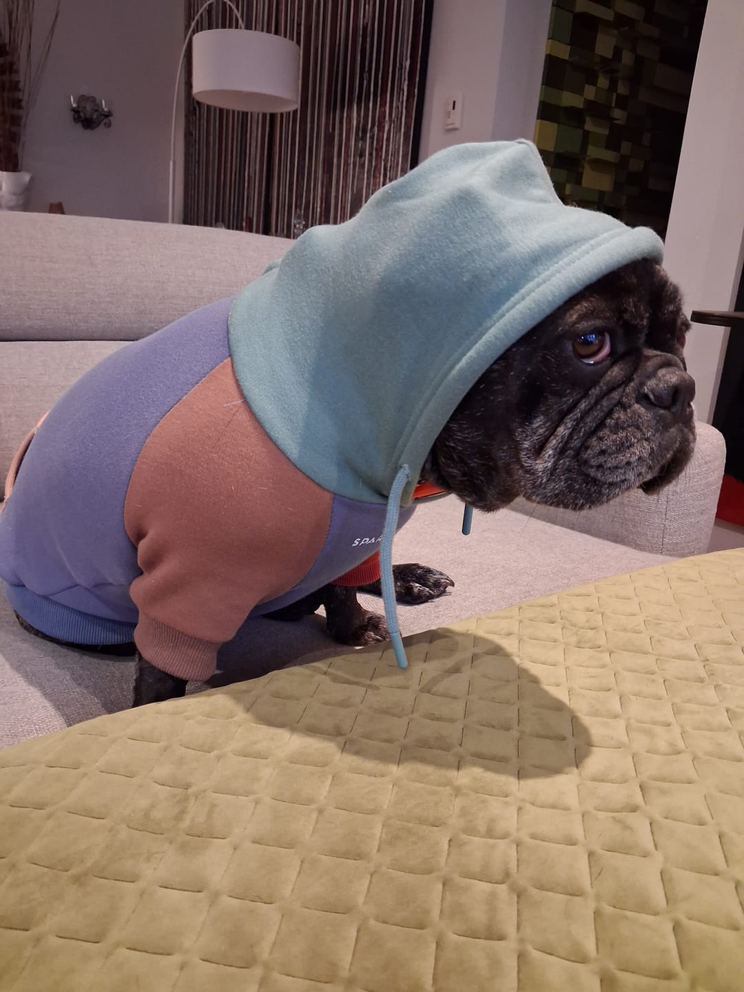 Customer photo review of Alpine Dog Hoodie