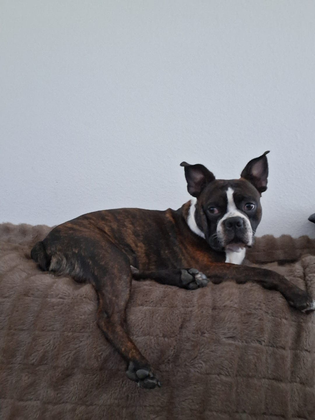 Customer photo review of Liver Detox CBD Pet Oil : 1 oz - 500 mg