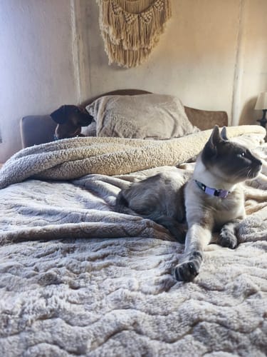Customer photo review of Collar PVC Lavable Abrefácil (Gato)