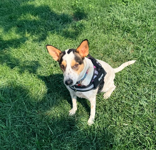 Customer's dog sitting in green grass wearing a Dogshood Easy On harness with a name tag that reads Reyna.
