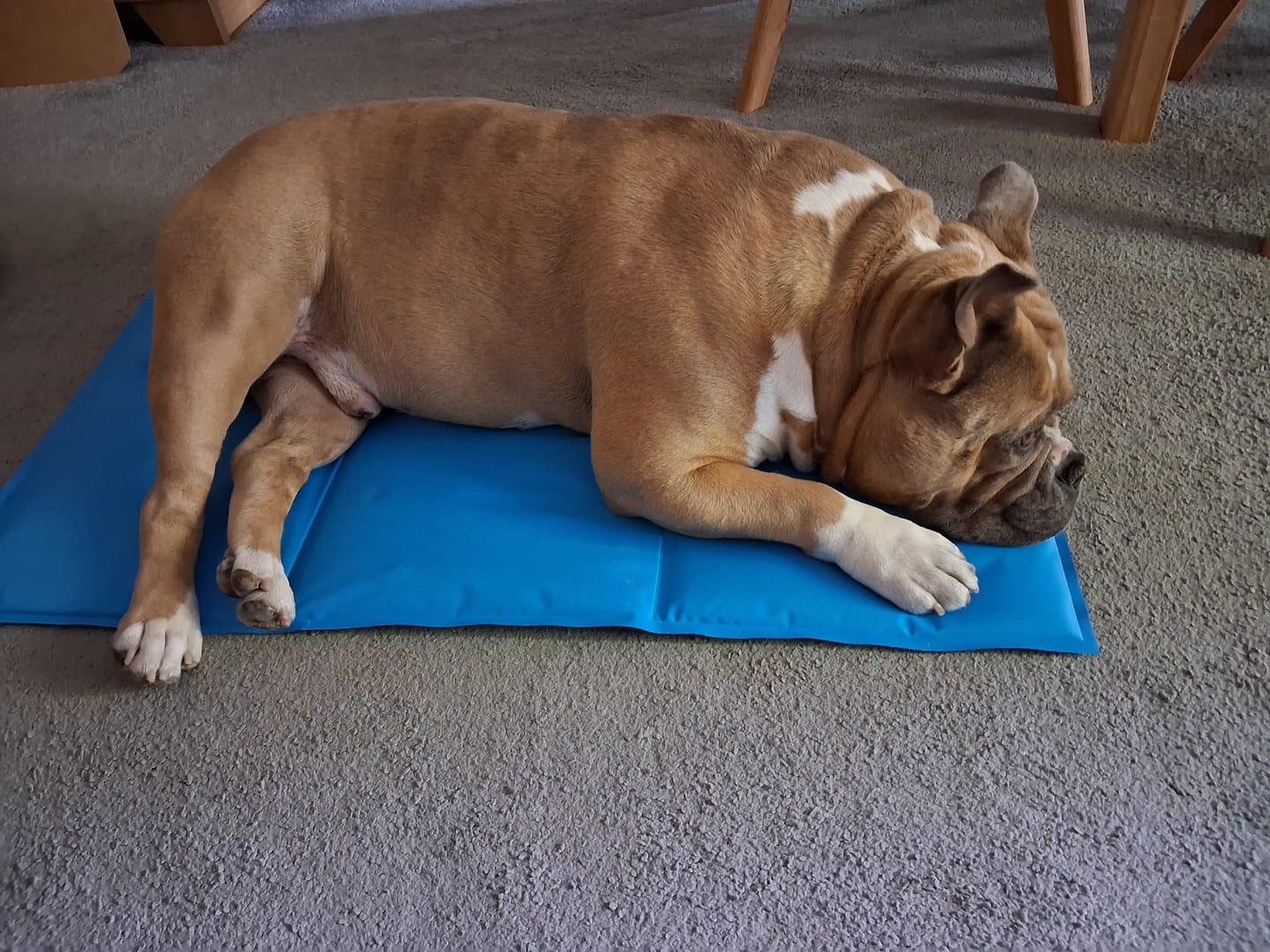Customer photo review of Arctic Cooling Mat