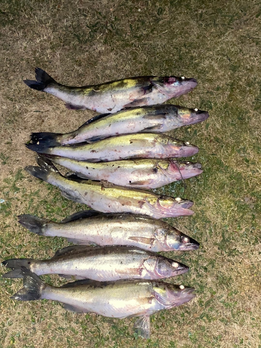 Customer photo review of Premium Knivset