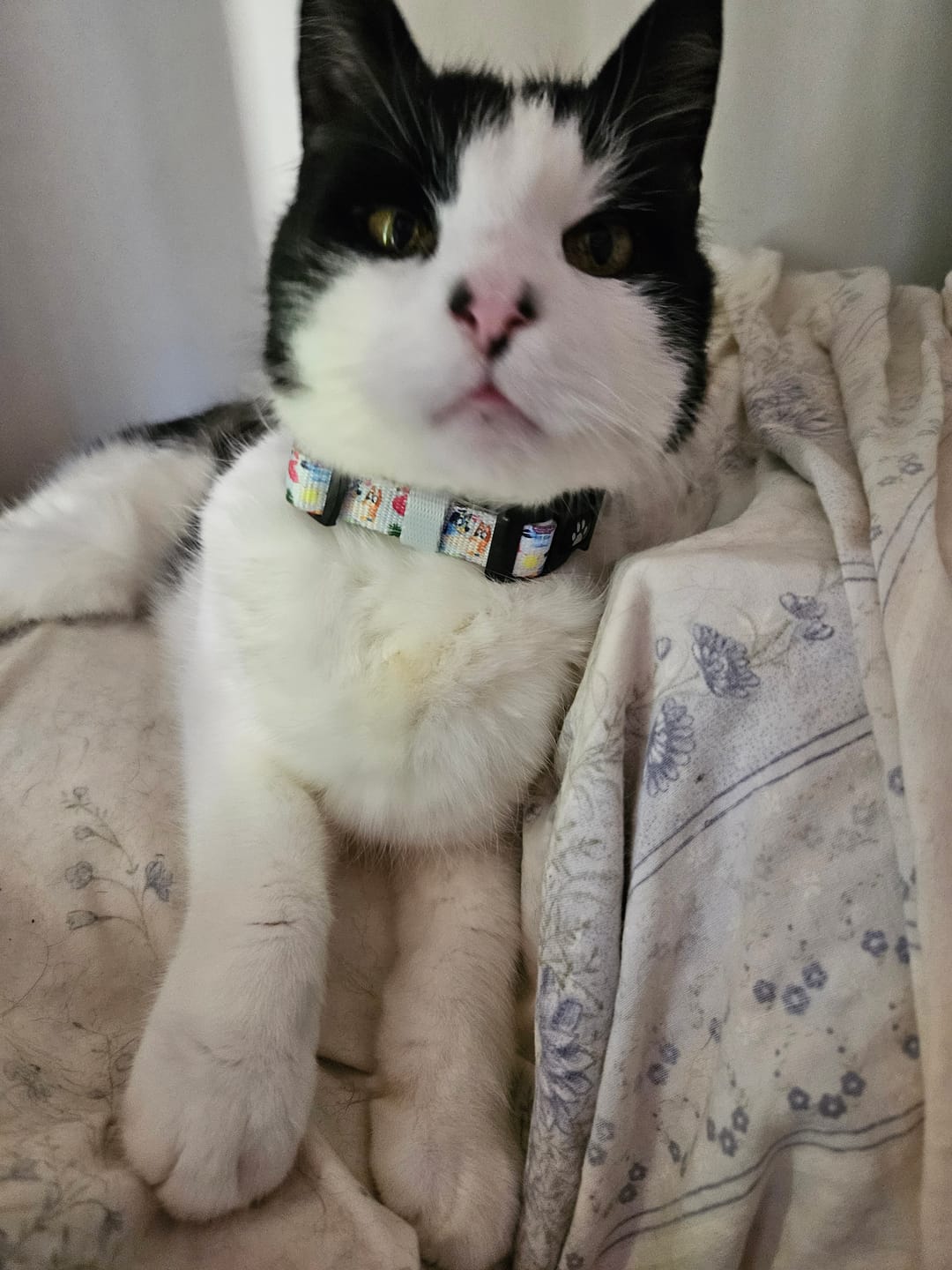 Customer photo review of COLLAR - BEACH BLUEY