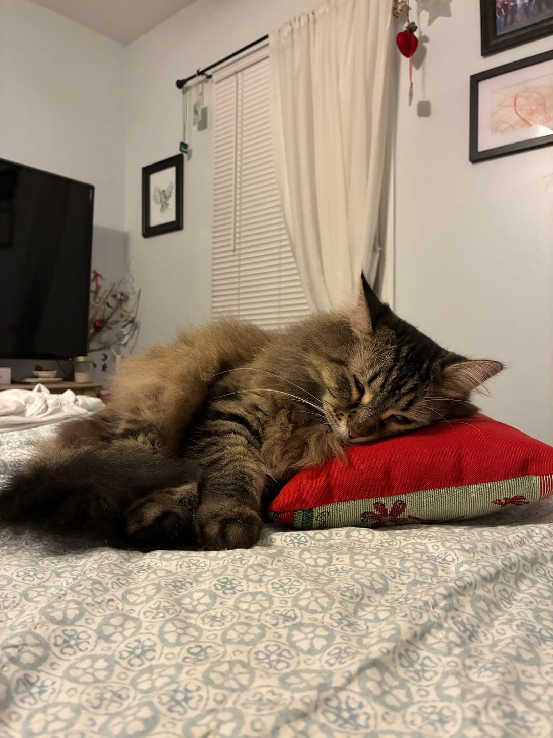 Customer photo review of 6x Blisso Advanced Cat Probiotic