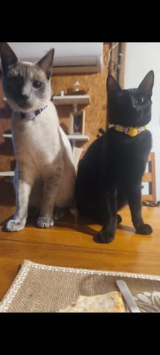 Customer photo review of Collar PVC Lavable Abrefácil (Gato)