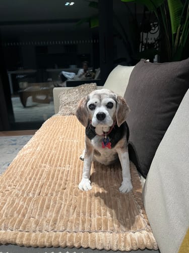 Customer photo review of Cosy Couch - Couch Cover